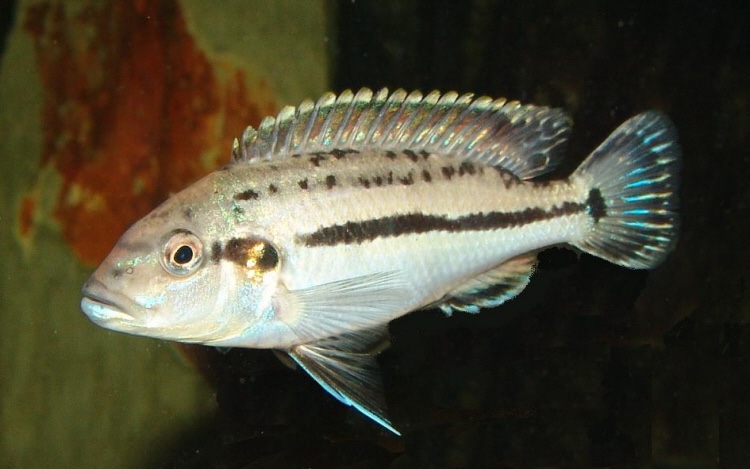 Melanochromis lepidiadaptes 'Makanjila Point'